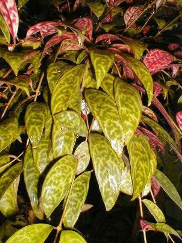 http://www.cloudjungle.com/Cloudjungle/Gesneriaceae/Aeschynanthus/Aeschynanthus longicaulis.jpg